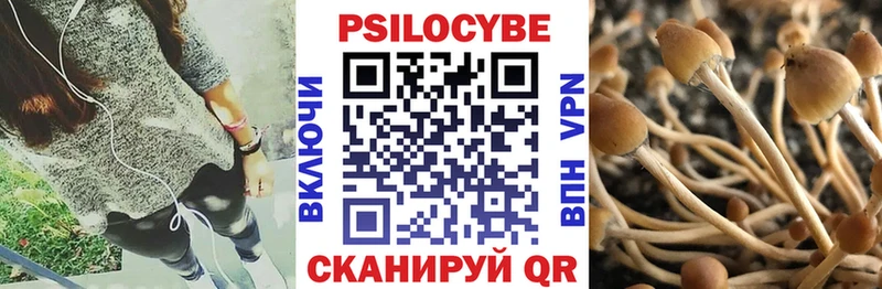 Купить  Судогда  Псилоцибиновые грибы Cubensis 
